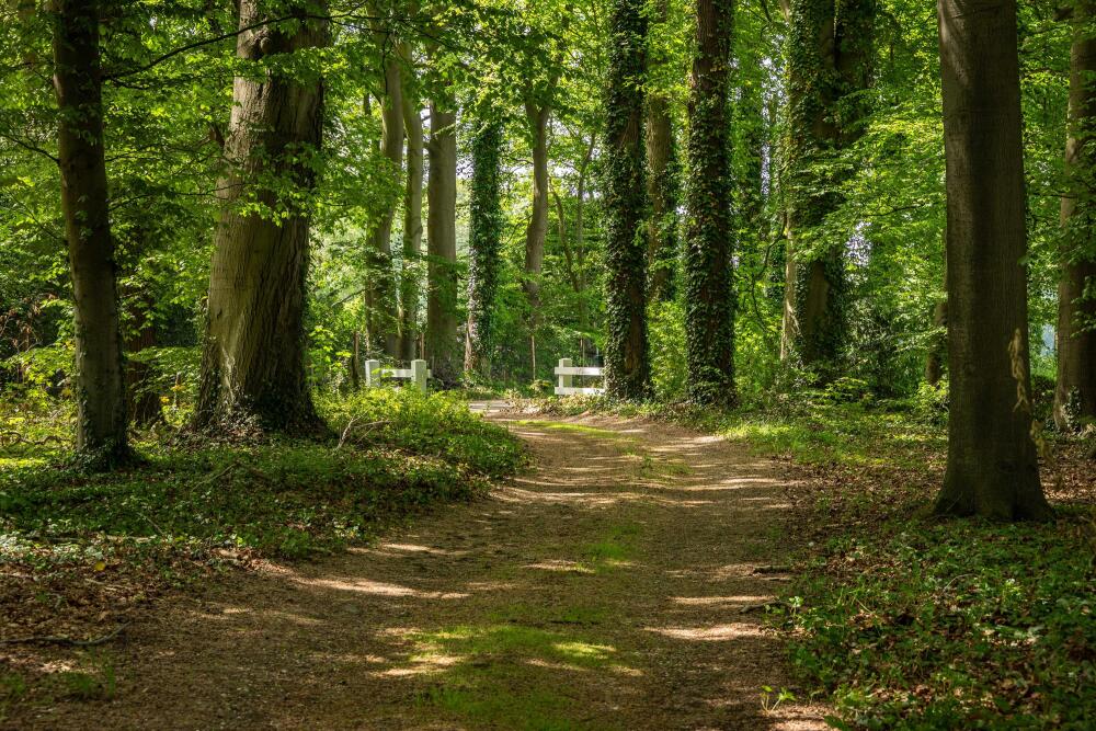 Foto 52 1000w