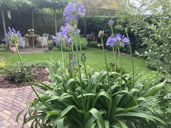 photo 41 Lijsterlaan 2 b